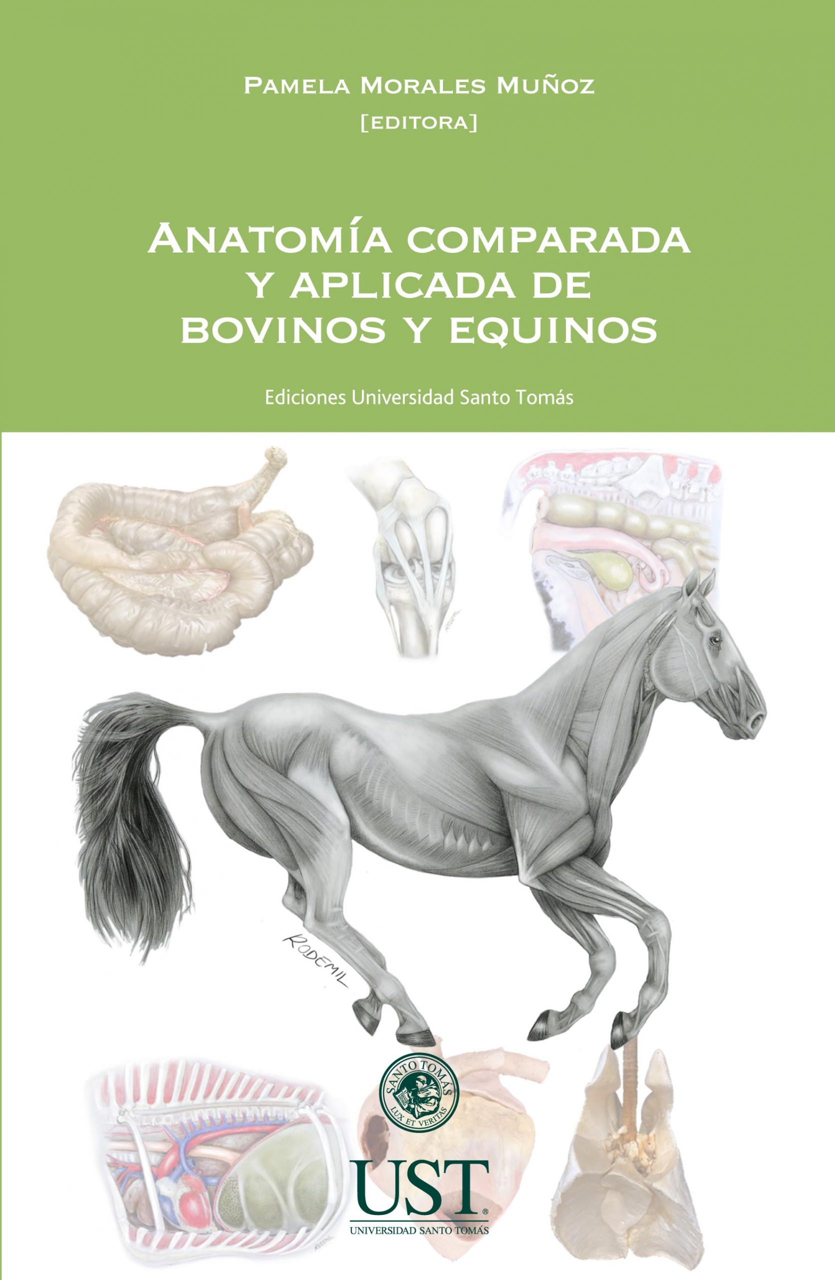 Anatomía comparada y aplicada de bovinos y equinos 1